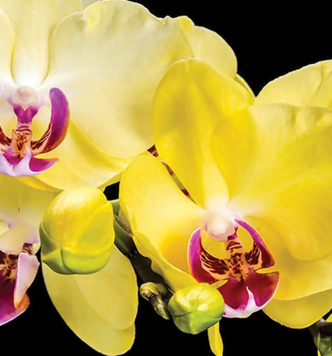 Фотообои на бумаге 3,68*2,54м (4 части) 1343P8 Фотообои на бумаге 3,68*2,54м (4 части) 1343P8